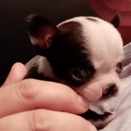 Leta - Boston Terrier puppy in Rexburg, Idaho from Wolf Ridge Boston Terriers