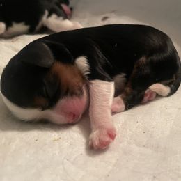 Girl 3 - Cavalier King Charles Spaniel puppy from Mia Loves Kingston Cavaliers
