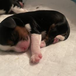 Girl 3 - Cavalier King Charles Spaniel puppy from Mia Loves Kingston Cavaliers