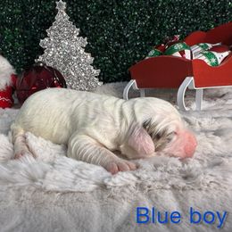 Blue boy - Merle male Bernedoodle puppy in Modesto, California from Two Doods Doodles