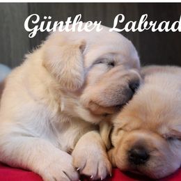 Labrador Retriever Puppies from Günther Labradors