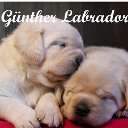 Labrador Retriever Puppies from Günther Labradors