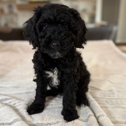 Boy 2 - Black and white male Cavapoo puppy in Indiahoma, Oklahoma from Farm Fresh Doodles