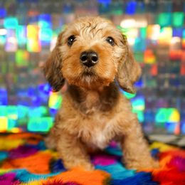 American Corgi, Dachshund, and Pembroke Welsh Corgi Puppies from Shining A Lowriders & Co.