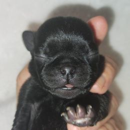 Boy 1 black - Black male Pug puppy in Blountsville, Alabama from Rock Springs Pugs