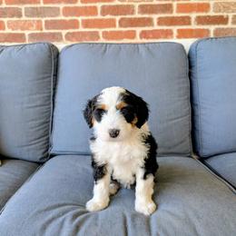 Chili - Tri-color female Bernedoodle puppy in Gilbert, Arizona from San Tan Doodles