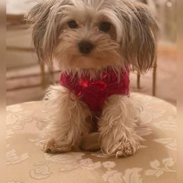 Yorkshire Terrier Puppies from Wendy's Yorkies