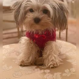 Yorkshire Terrier Puppies from Wendy's Yorkies