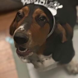 Basset Hound and Collie Puppies from Collegiate Bassets and Rheign Collies