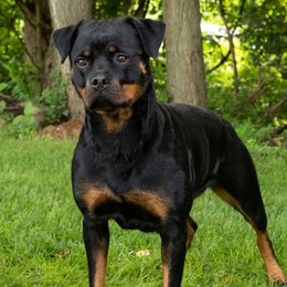 Misdemeanor - Rottweiler