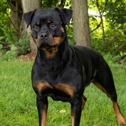 Misdemeanor - Rottweiler
