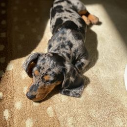 Dachshund Puppies from House of Slinkys