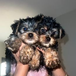 Yorkshire Terrier puppies from Little Yorkes of Boston