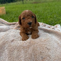 Girl 4 - Red  female Goldendoodle puppy in Wesson, Mississippi from Southern Country Doodles