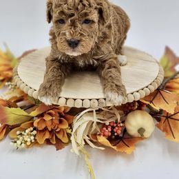 Pink girl - Goldendoodle puppy from Sweet Georgia Doodles