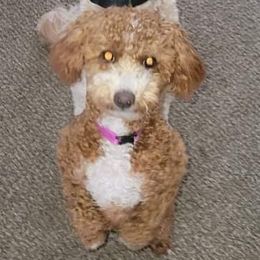 Anne - Goldendoodle
