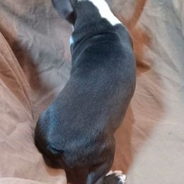 Boston Terrier Puppies from Park Kennel