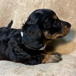 AKC Girl 2 - Black and tan female Dachshund puppy in Yuma, Arizona from M's puppy love