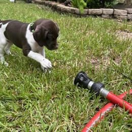 German Shorthaired Pointer Puppies from Tipsy Rabbit GSP TopDog Kennel