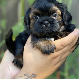 Brandon - Red male Shih Tzu puppy in Chico, California from North State Shih tzus