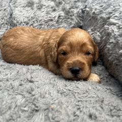 Girl 1 - Australian Cobberdog puppy from Labe's Australian Cobberdogs