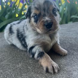Chandler - Blue merle male Miniature Australian Shepherd puppy in Bethany, Illinois from Rachel at Marrowbone Creek Aussies