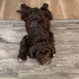 Australian Labradoodle Puppies from Little Farmstead Labradoodles
