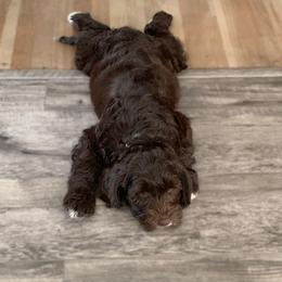 Australian Labradoodle Puppies from Little Farmstead Labradoodles