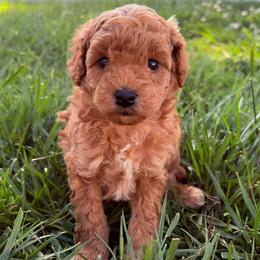 Archer - Apricot male Poodle puppy in Morehead, Kentucky from Paw Perfect Pets