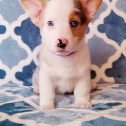 American Corgi and Pembroke Welsh Corgi Puppies from Whimsical Treasure Corgis