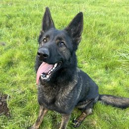 Yara - German Shepherd