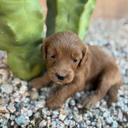 Hazel - Red  female Goldendoodle puppy in Phoenix, Arizona from Doodles of the Desert