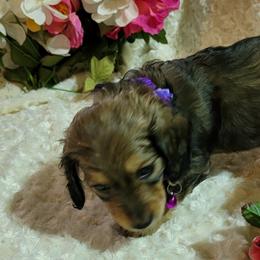 Dachshund Puppies from CLARK'S BREEDING PROGRAM