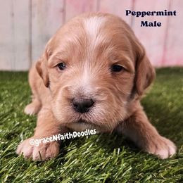 Peppermint - Red  male Goldendoodle puppy in Peytno, Colorado from Grace N Faith Doodles