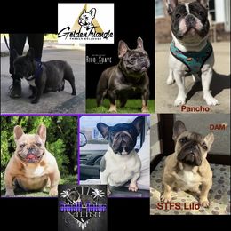 Pancho - French Bulldog