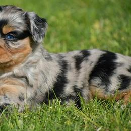 Miniature Australian Shepherd and Toy Australian Shepherd Puppies from Southern Edition Aussies