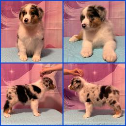 Blue Merle male 2 - Blue merle male Australian Shepherd puppy in Castle Rock, Washington from Zoolo Kennels “HOF”