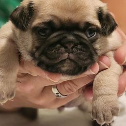 Lime Collar Boy - Fawn male Pug puppy in New Braunfels, Texas from Kex Pug Haus