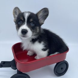 "Rylee’s baby " American Corgi and Pembroke Welsh Corgi Puppies from Serendipity Corgi's