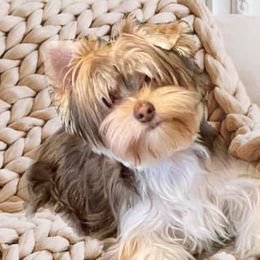 Poodles and Yorkshire Terriers from Shelia's Pups