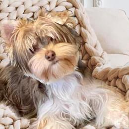 Poodles and Yorkshire Terriers from Shelia's Pups