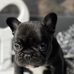 French Bulldogs from Boro Frenchies