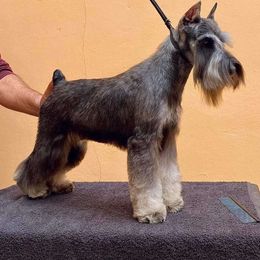 Bre - Miniature Schnauzer