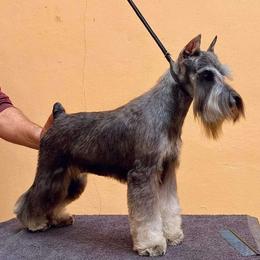 Bre - Miniature Schnauzer