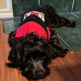 Ghost - Yorkshire Terrier