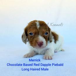 Merrick - Dapple male Dachshund puppy in Quitman, Mississippi from S-and-A Kennels