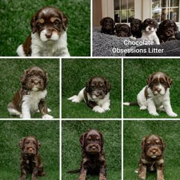 Australian Labradoodle Puppies from Providence Labradoodles
