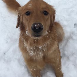 Golden Retrievers from Columbia River Goldens