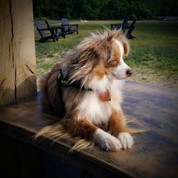 Cricket - Toy Australian Shepherd