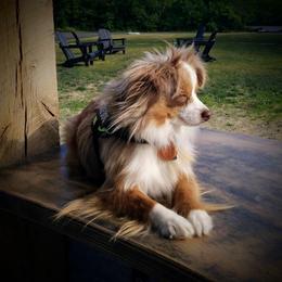 Cricket - Toy Australian Shepherd